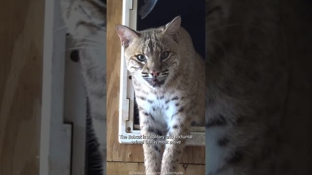 Bobcat Variants #shorts Top Questions Answered смотреть онлайн