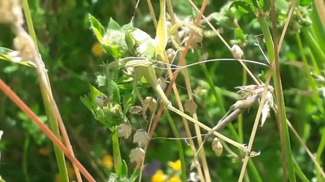 Grote groene sabelsprinkhaan - Tettigonia viridissima смотреть онлайн
