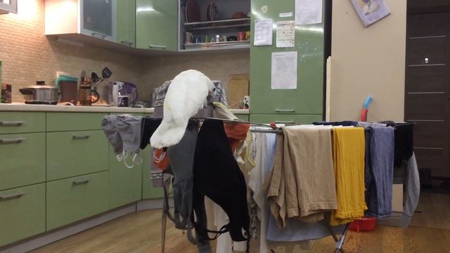 Настроение: скидывать трусы с сушилки под эпичную музыку смотреть онлайн