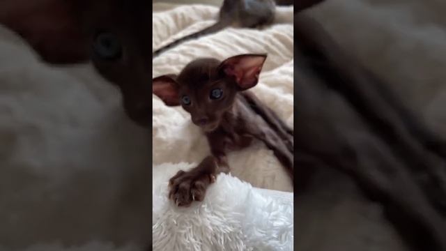 Кот летучая мышь. смотреть онлайн