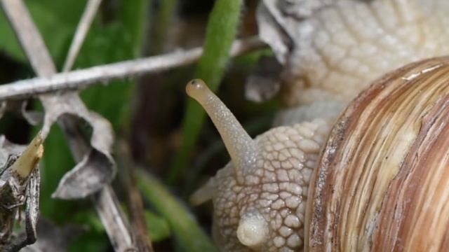 Wijngaardslak Helix pomatia смотреть онлайн