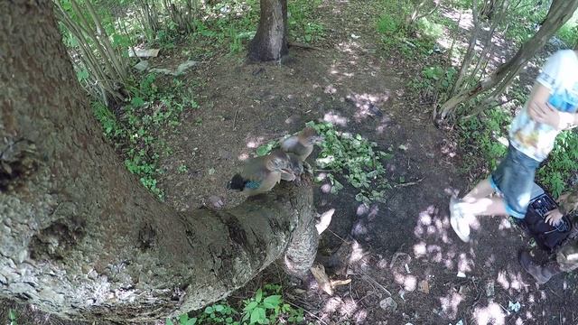 Сойка 150530 1 на ели Софрино 2015 восстановка 2 смотреть онлайн