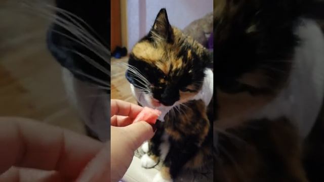 Кошка, которая ест арбуз смотреть онлайн