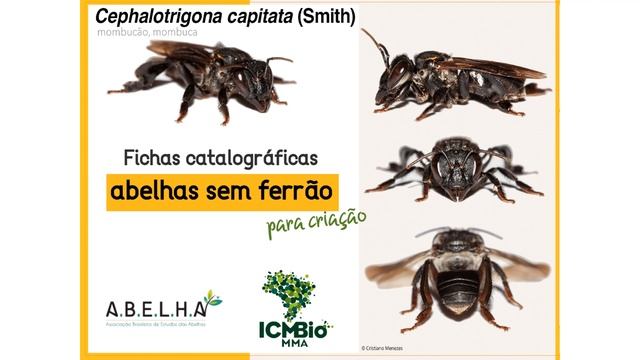 Meliponini of Trinidad and Tobago slide show смотреть онлайн