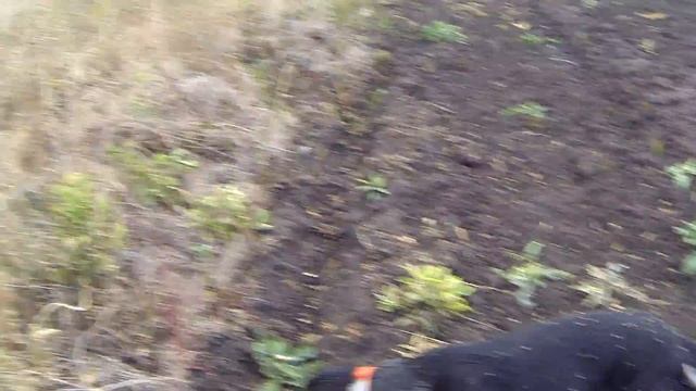 Russian Spaniel Joker смотреть онлайн