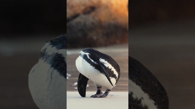 Пингвин🐧 смотреть онлайн