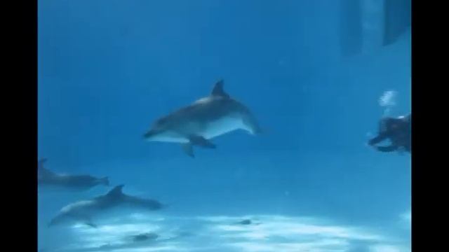 Diving16ru смотреть онлайн