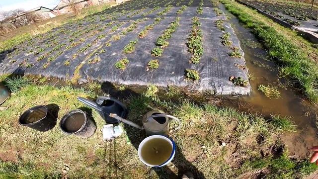 У Квітні все тільки Починається.Перше Основне підживлення Полуниці 2024 смотреть онлайн