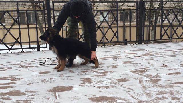 РеджАльгиз Женевьева, 2.5 мес. стойка смотреть онлайн