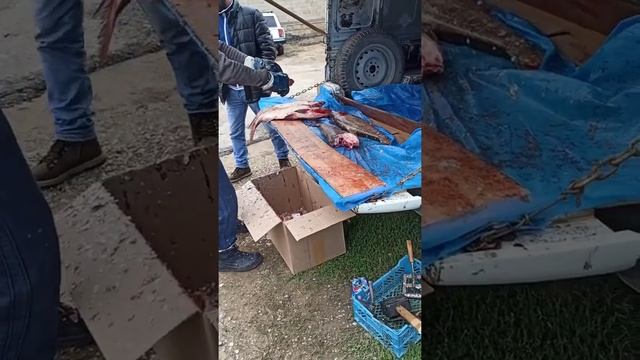 Умелый продавец рыбы. смотреть онлайн