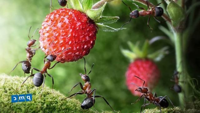 Chuyện lạ về loài kiến- Phần 1 смотреть онлайн