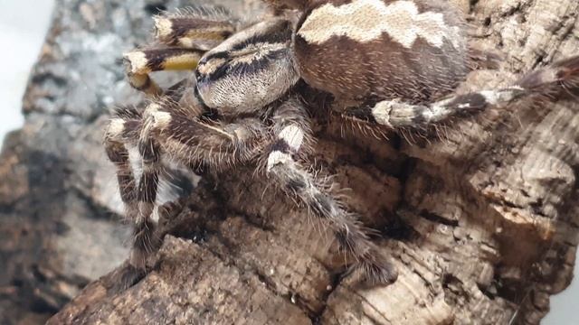 Poecilotheria hanumavilasumica смотреть онлайн