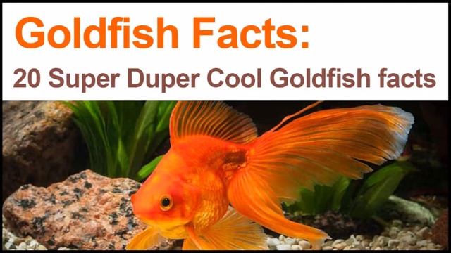 20 Goldfish Facts About Your Favorite Fish смотреть онлайн