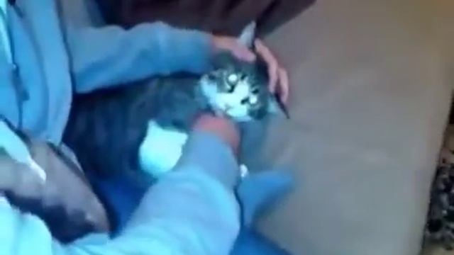 кот псих смотреть онлайн
