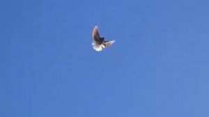 Голуби Геническа