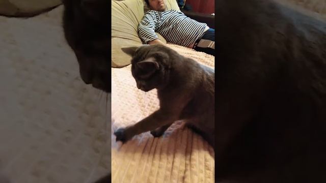 Как мама ругает тучку за печень смотреть онлайн