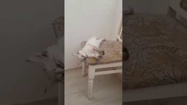 Мой котенок Марк он метист полу Мейн-кун полу сиамский смотреть онлайн