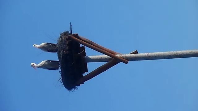 SAM 4171 смотреть онлайн
