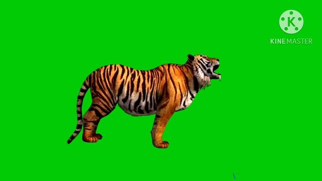 Hd Real Tiger Green Screen | Tiger Animation Green Screen | Tiger Running Green Screen @gogomelon5