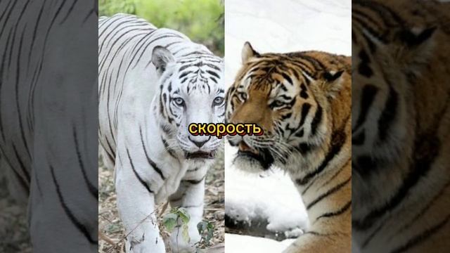 амурский тигр 🐅 против бенгальский тигр 🐯 смотреть онлайн
