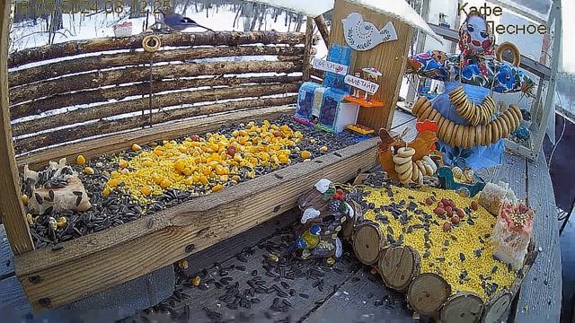 Сойка масленицу отмечает бубликом#Россия смотреть онлайн