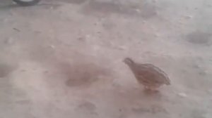 Бедана сайраши