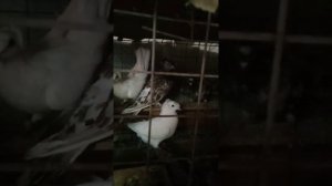 Махачкалинские мраморные и белые двухчубые голуби.