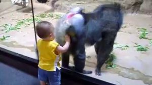 Baboon (Mandrill) vs. Toddler