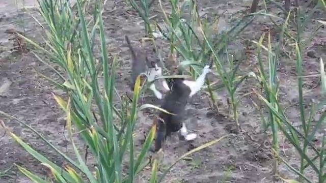 видео 2011 06 30 котята на даче играют смотреть онлайн