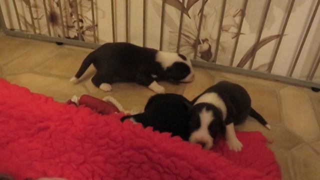 Y psen 2wo Der erste Besuch wird gestattet смотреть онлайн