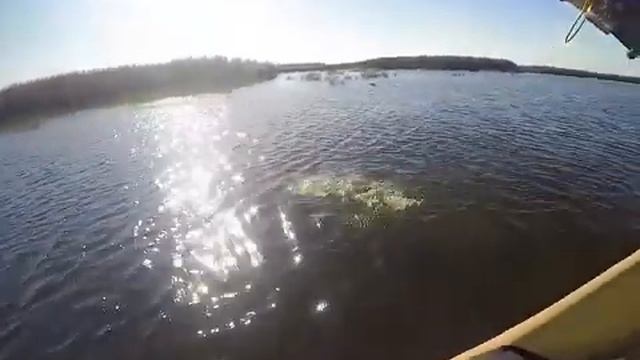 Обзор воблера Daiwa Morethan Crosswake 111SSR-F