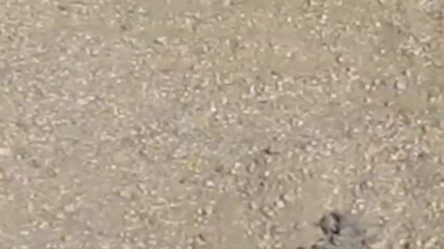 Cool Things in Nature!!! Ecosode: Ants on Scat! смотреть онлайн