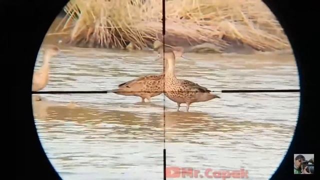 Охота на утку с псп