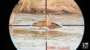 Охота на утку с псп