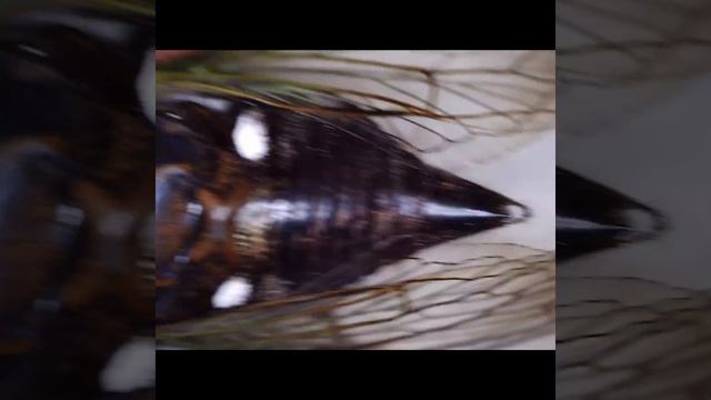 cicada pupa under a microscope part 2 #science #bugs #cicada смотреть онлайн
