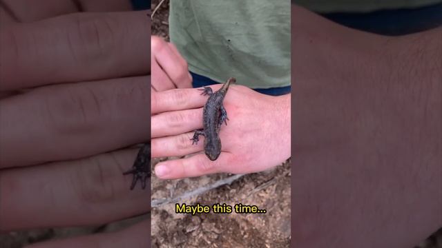 Some kind of Salamander Ft| He's A Pirate #shorts #funny смотреть онлайн