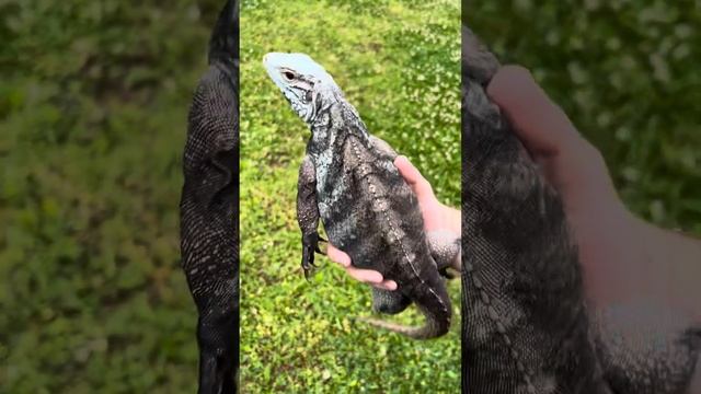 Saphirra my high blue cyclura lewisi grand cayman rock iguana hybrid смотреть онлайн