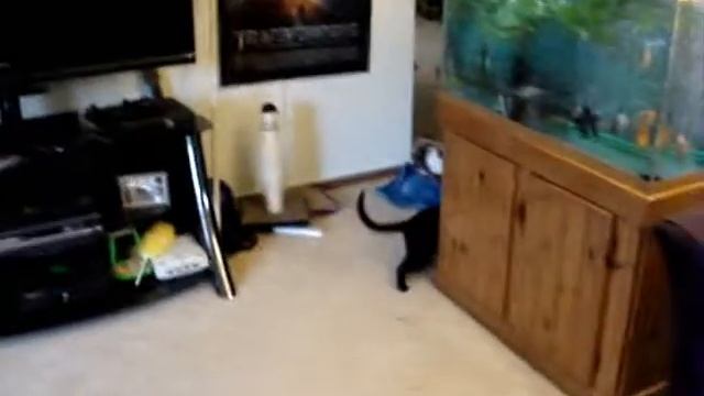 angry birds cats.wmv смотреть онлайн