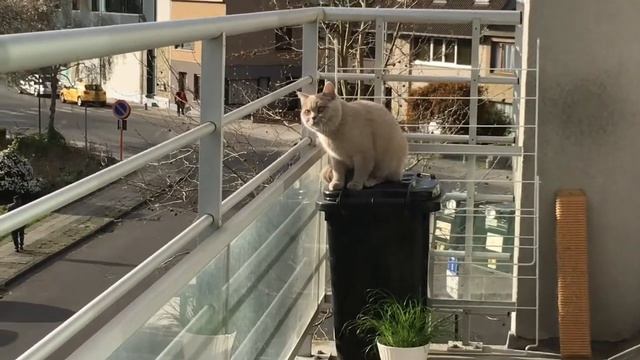 ВЛОГ🐈Ответы на вопросы про кошку Фиону🐈 смотреть онлайн