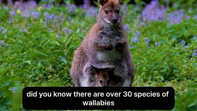 Wallabies: The Mini Kangaroos of Australia! | Fascinating Wallaby Facts смотреть онлайн