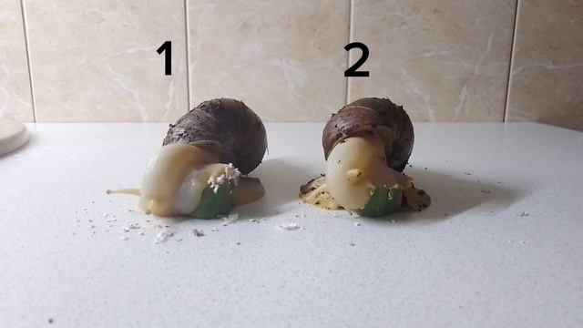 сражение за первое место... смотреть онлайн
