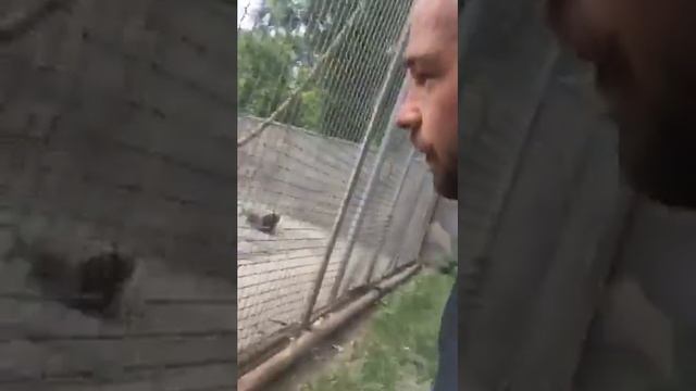 В одесском зоопарке обезьяна напала на человека. смотреть онлайн