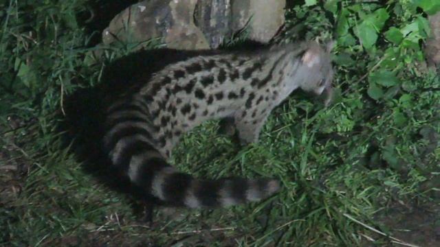 Gineta (Genetta genetta) - Cantabria смотреть онлайн