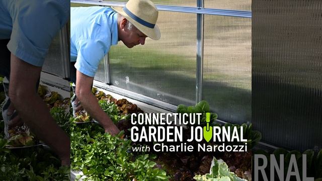 Connecticut Garden Journal: Plants and cuttings make festive holiday centerpieces смотреть онлайн