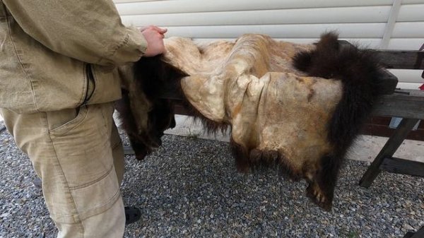 Разминаю шкуру медведя после выделки .