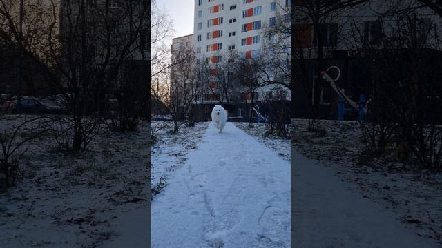 Летит белое облако🥰 #самоедскаясобака #облако #самоед #белаясобака #любимец #samoyed #pet смотреть онлайн