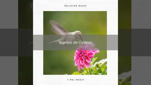 Pajaritos Exóticos del Bosque para Pura Vida pt. 4 смотреть онлайн