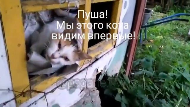МЫ ЭТОГО КОТА ВИДИМ ВПЕРВЫЕ #shorts #short #youtubeshorts #youtube #shortvideo #шортс #share #факты смотреть онлайн