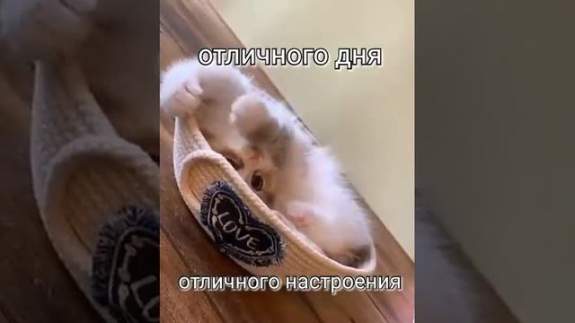 Доброе утро и отличного дня! смотреть онлайн