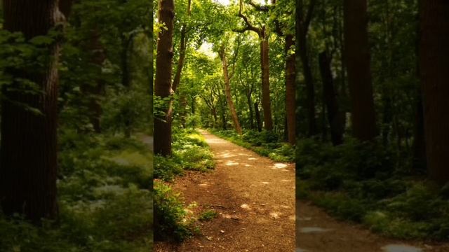 Целебное пение птиц для нервной системы, АСМР.🌳🦚 Healing birdsong for the nervous system, ASMR.🌳🦚 смотреть онлайн